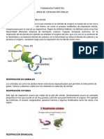 Taller Sobre El Sistema Respiratorio. para Imprimir