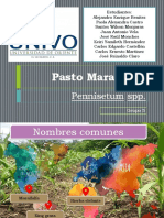 Pasto Maralfalfa