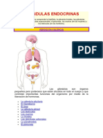 Glándulas Endocrinas