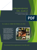 Microorganismos Del Suelo Diapositiva