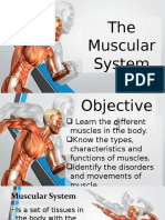 Muscular System