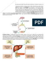 Lectura Endocrino