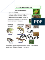 Anfibios