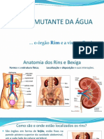 Rim e Bexiga 5 MTC