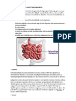 Características Del Intestino Delgado