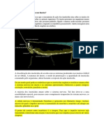 Como Agem Os Inseticidas Nos Insetos