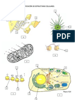 Identificacion Componentes Celulares