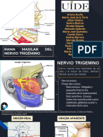 Rama Maxilar Del Trigemino PDF