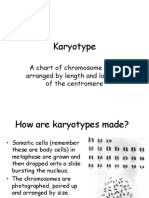 Karyotype