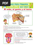 El Oído El Gusto y El Tacto para Tercero de Primaria PDF