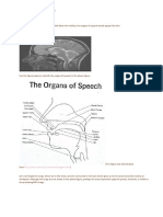 The Human Speech Apparatus