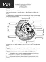 Ok Prueba de Ciencias Naturales 8vo