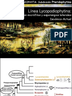 Caracteristicas de Los Los Licopodiales