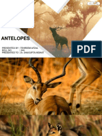 Antelope