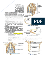 RESUMEN DE TORAX-RADIOLOGIA-definitivo