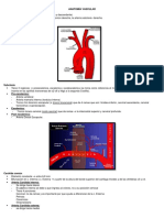 Anatomia Vascular