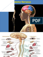 Aula Sistema Nervoso