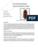 Coleopteros PDF