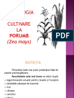 Tehnologia de Cultivare A Porumbului