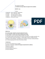 LOS 8 HUESOS DEL CRANEO Son 2 PDF