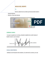 Anatomia Dental Parcial 3