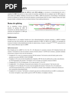 Splicing ARN