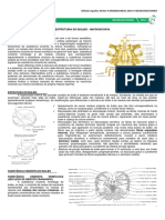 MEDRESUMOS 2016 - NEUROANATOMIA 05 - Microscopia Do Bulbo