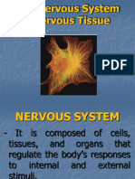 Nervous System