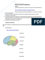 Nervous System Webquest