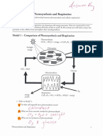 Photosynthesis and Respiration Pogil