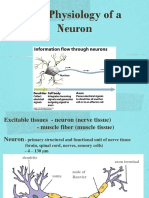 NEURON ACTION POTENTIAL - PPT - Ready