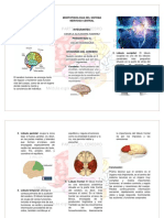 Actividad 5 Morfofisiologia