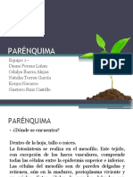 PARÉNQUIMA