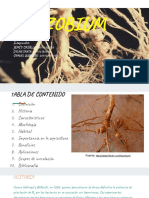 Rhizobium PDF