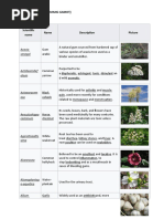 Herbal Plants (Halamang Gamot)