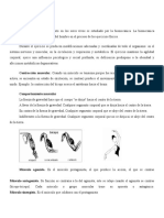 Danza Anatomia APLICACIONES MUSCULARES