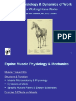 Muscle Physiology & Dynamics of Work: How A Working Horse Works