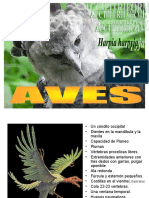 Aves