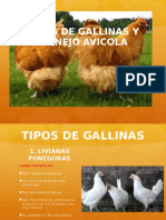 Tipos de Gallina y Manejo Avicola