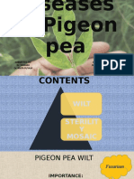 Pigeon Pea Disease@ Shalu