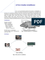 Biology of Koi (Anabas Testudineus) : Intoduction