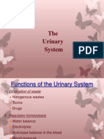 Urinary System