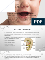 19.0 Embriologia Sistema Digestivo (Cavidad Oral)