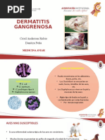 Dermatitis Gangrenosa