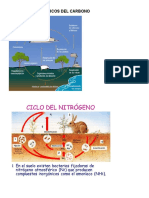 Ciclos Biogeoquimicos Del Carbono