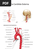 Arteria Carótida Externa