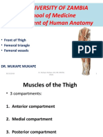 Front of Thigh, Femoral Triangle and Femoral Vessels