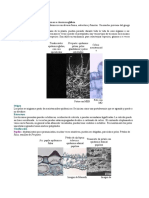 Tricomas