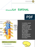 MEDULA ESPINAL Usb