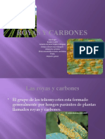 Royas y Carbones 4